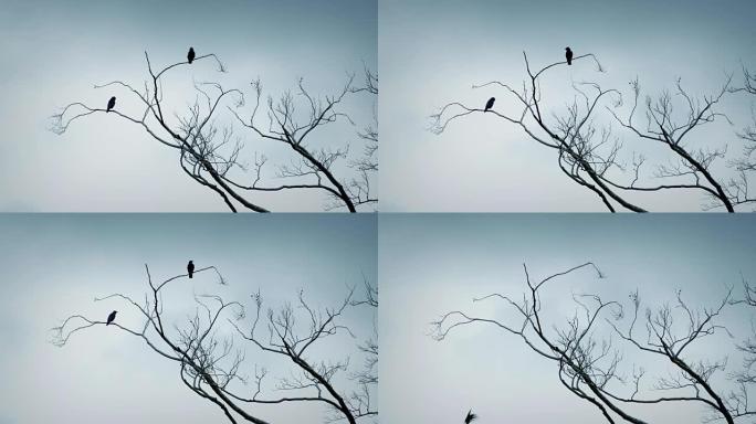 鸟类从树枝上飞出