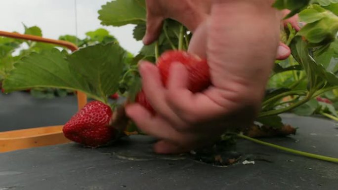 采摘草莓采摘草莓