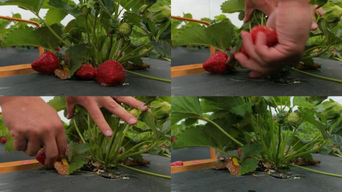 采摘草莓采摘草莓