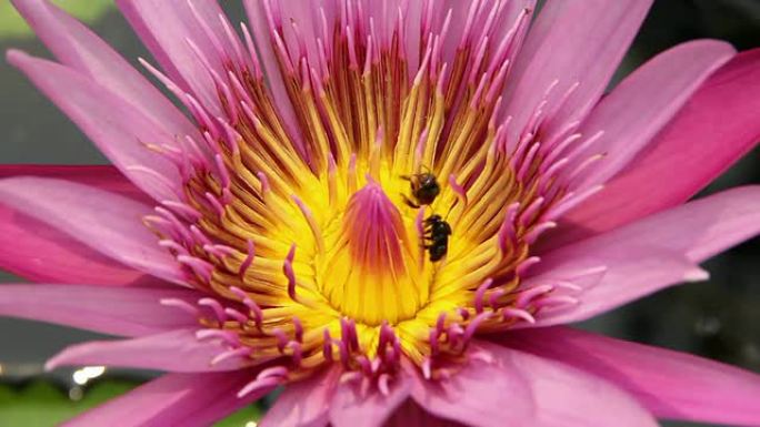 蜜蜂在粉红色的莲花上打架。
