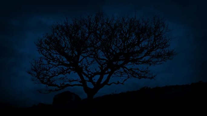 夜间在多风山上的单一崎Tree树