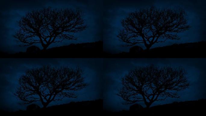 夜间在多风山上的单一崎Tree树