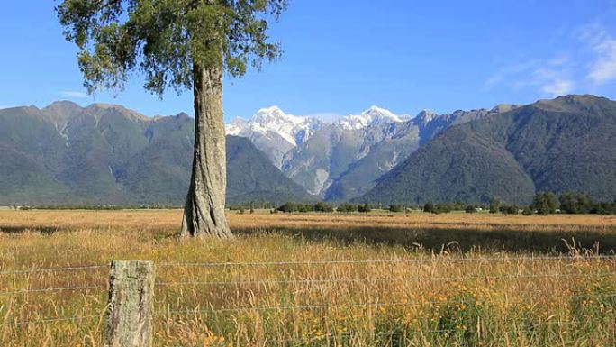 新西兰韦斯特兰国家公园的铁丝网围栏和树木