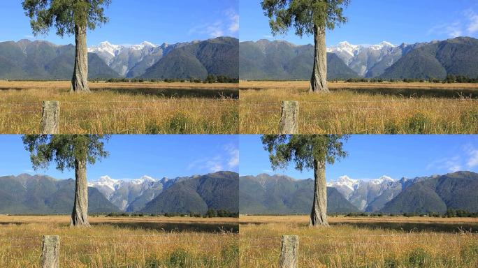 新西兰韦斯特兰国家公园的铁丝网围栏和树木