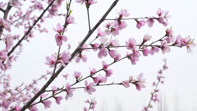 随风摇曳的桃花