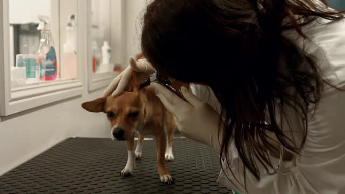 兽医在她的办公室检查狗