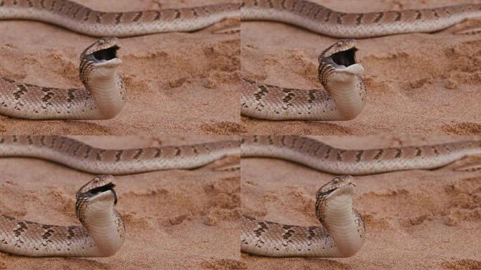 在慢动作中处于防御姿势的吃蛋蛇