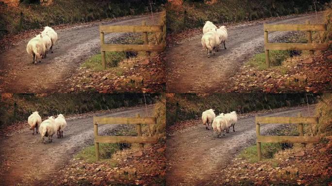 一群羊群在下午的土路上行走