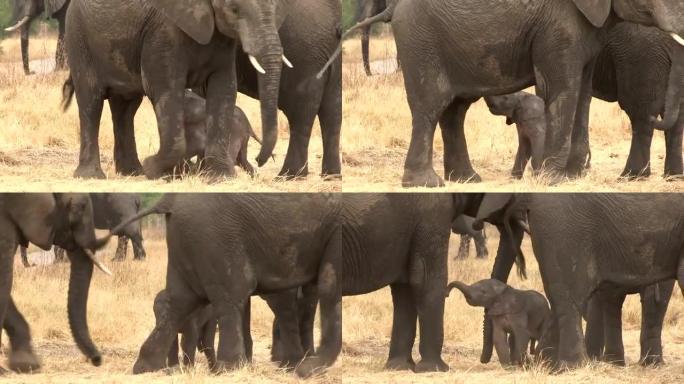 令人难以置信的镜头是，刚出生的小象试图从母亲Botwana哺乳