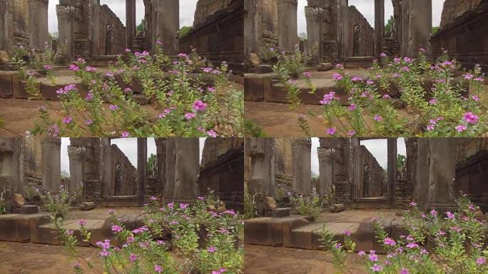 特写:生长在古代吴哥窟的紫色小花随风摇曳。