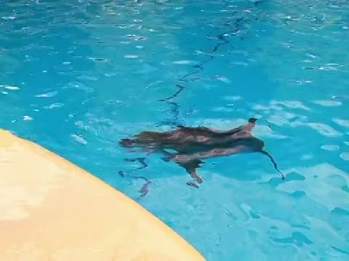 海豚在池