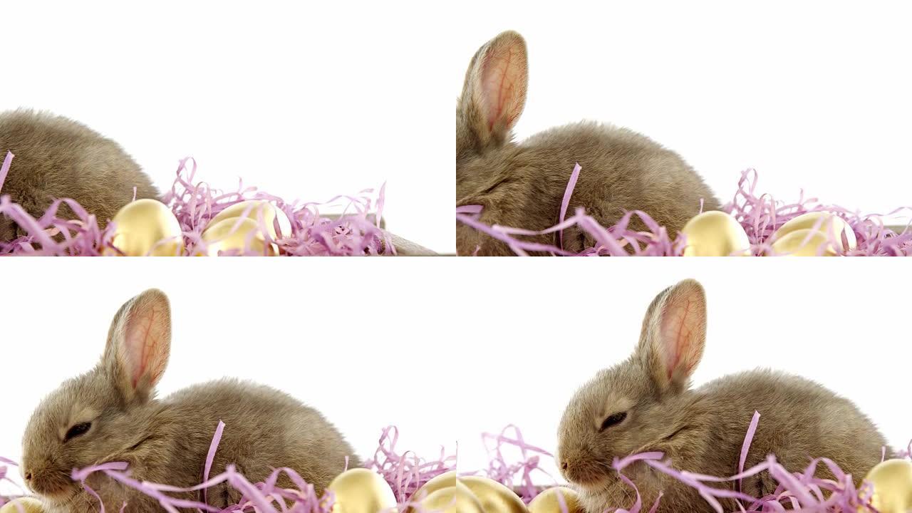 金复活节彩蛋和板条箱里的复活节兔子
