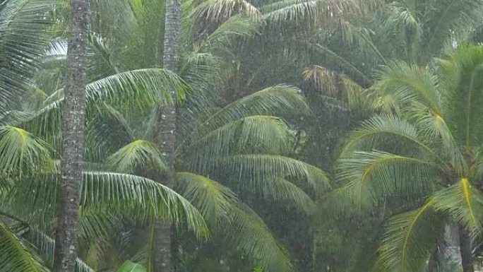 慢动作: 季风雨浇灌了茂密的绿色棕榈树冠层。