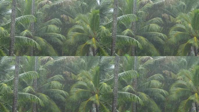 慢动作: 季风雨浇灌了茂密的绿色棕榈树冠层。