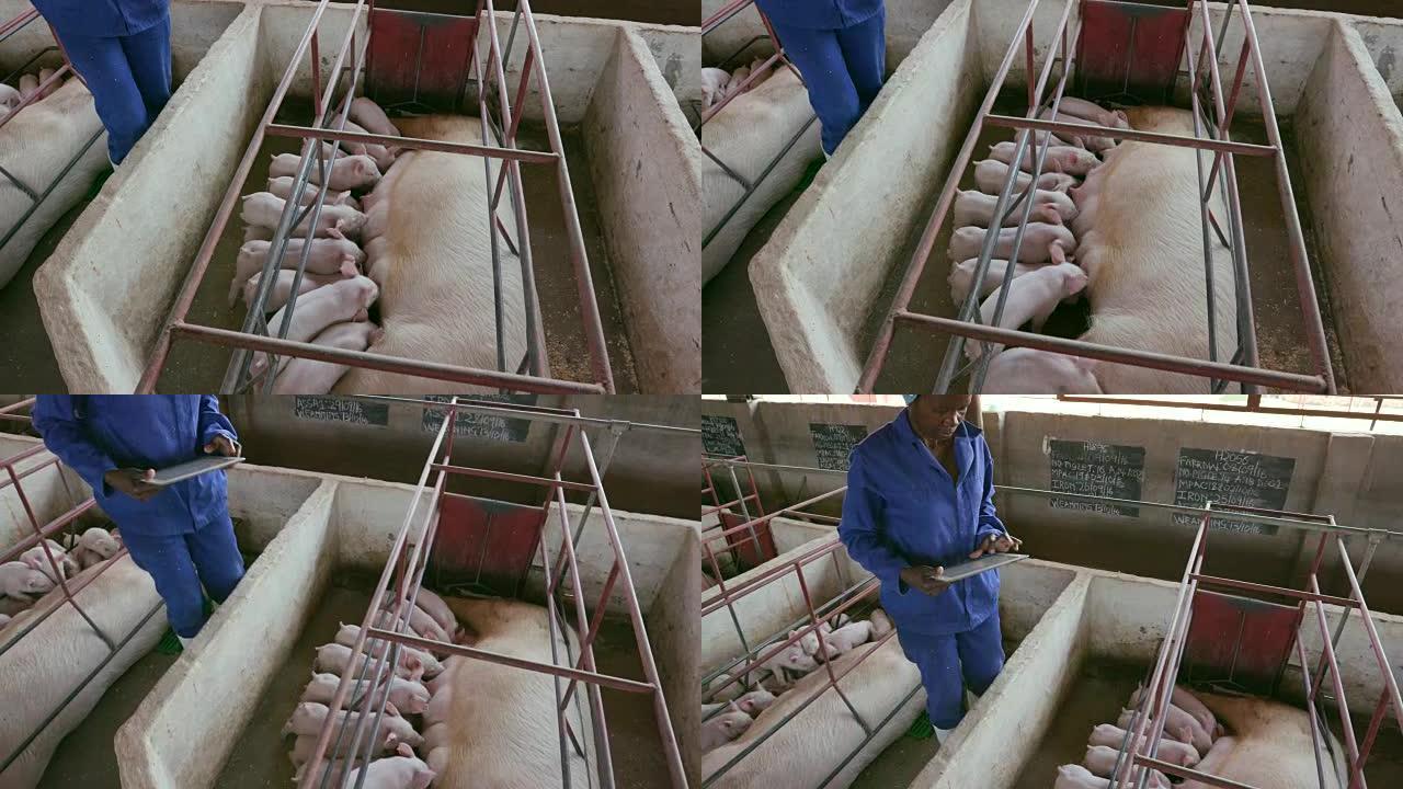 女性养猪户使用平板电脑监控工业养猪场的猪的进度