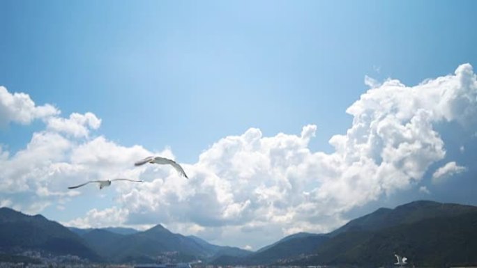 海鸥飞越大海