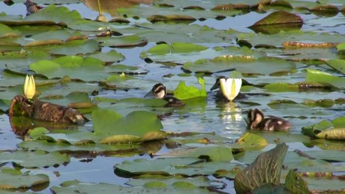 鸭子宝宝爬上Lilypad