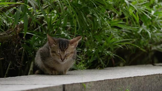 吉隆坡街头的流浪猫