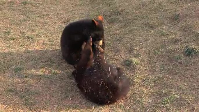 特写: 两只快乐的黑熊玩耍和摔跤