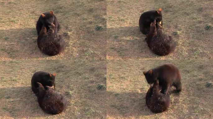 特写: 两只快乐的黑熊玩耍和摔跤