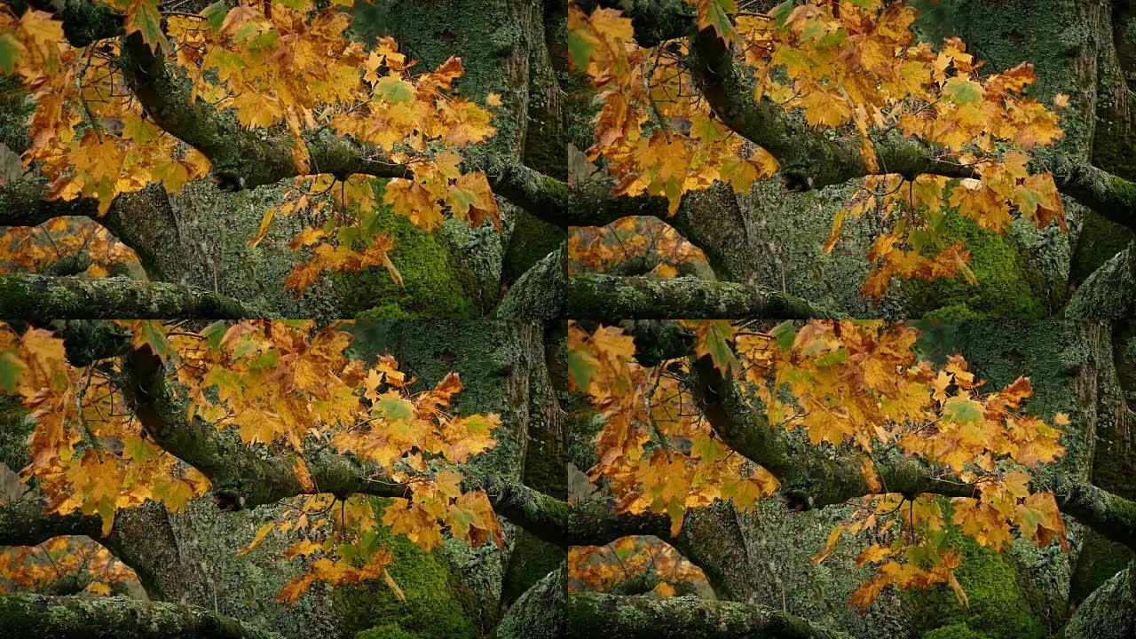 树枝上五颜六色的秋叶