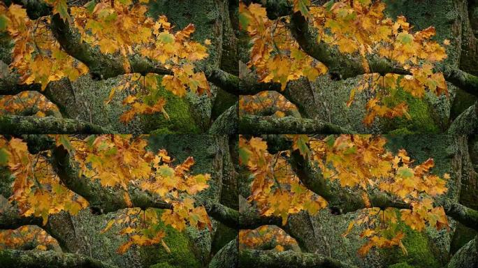 树枝上五颜六色的秋叶