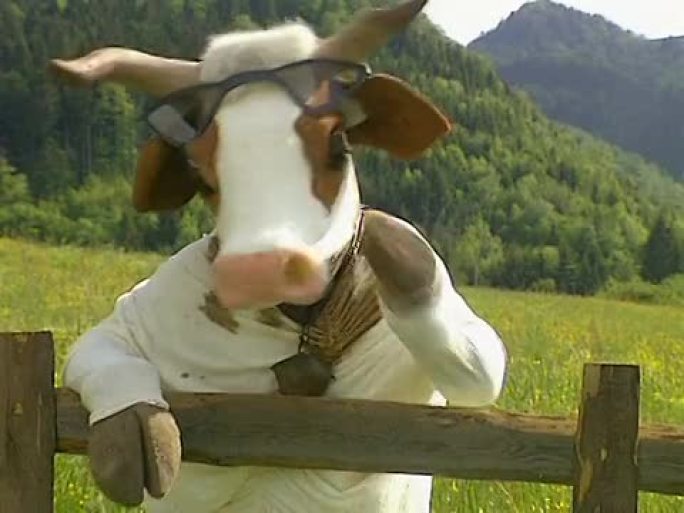 奶牛靠在围栏上