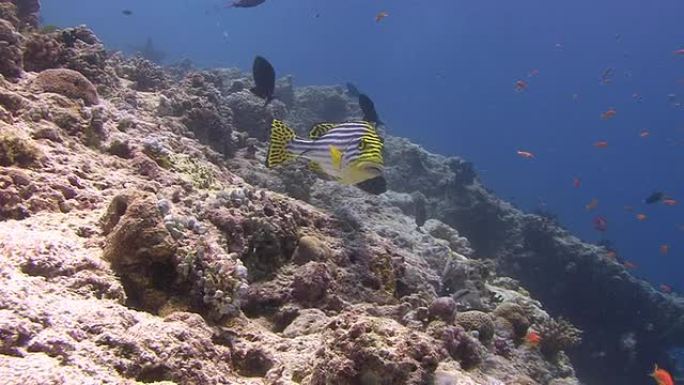 东方甜心热带鱼群海洋大海野生动物