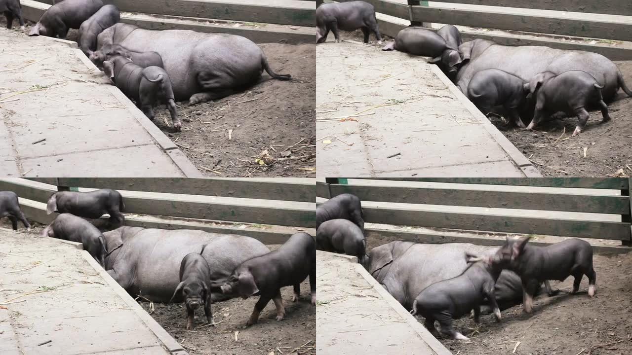 小猪打架小猪打架养猪