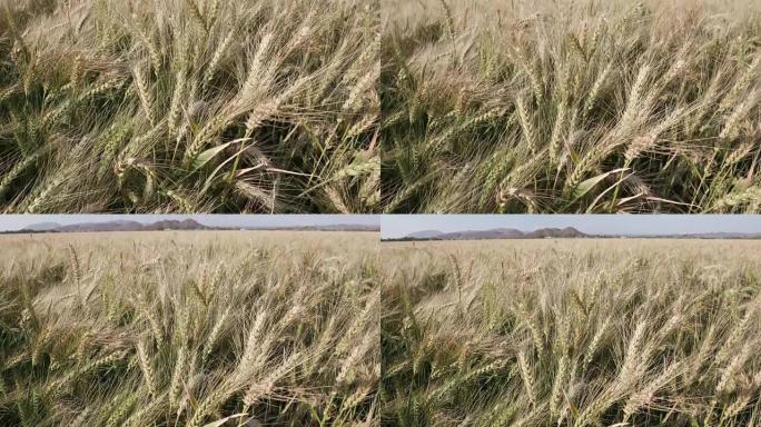 在大型工业农场上倾斜小麦的特写镜头