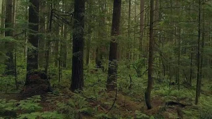 在绿色森林中缓慢滑行