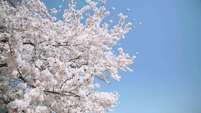 一束束樱花。白色樱花春天唯美蓝天樱花