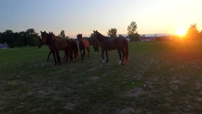 空中，特写: 一群年轻的母马在牧场上的牧场上玩耍