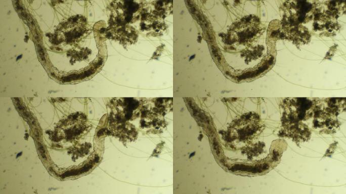 微小蠕虫Aelosomna吃泥