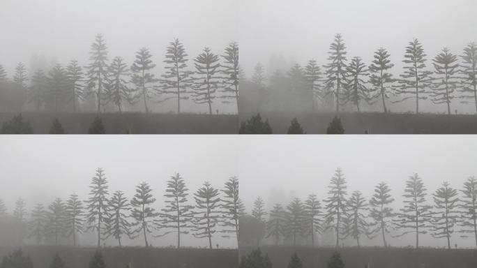 松树在薄雾中移动。