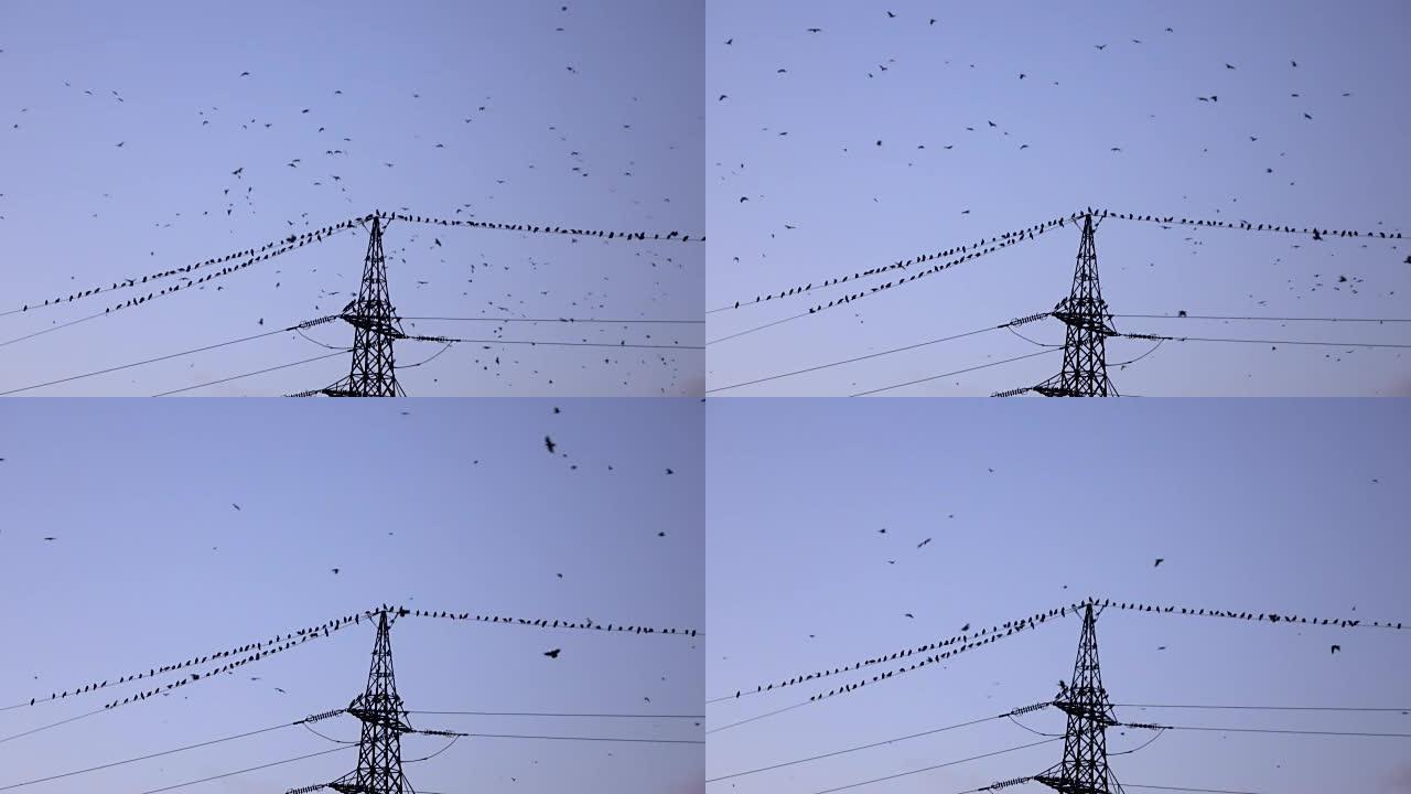 傍晚，成群的乌鸦鸟在电线上飞翔并坐在电线上