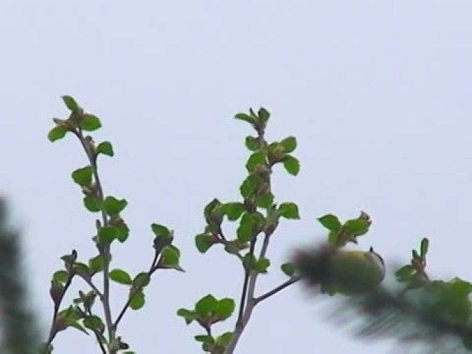 吃蓝山雀野生动物保护生物生态飞翔飞鸟