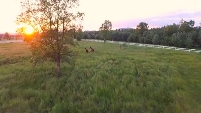 天空中，两匹棕色的马在金色的夕阳下奔驰