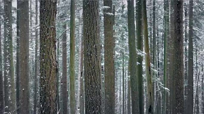 冬天的森林积雪-循环