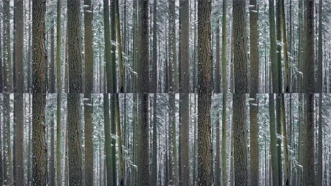 冬天的森林积雪-循环