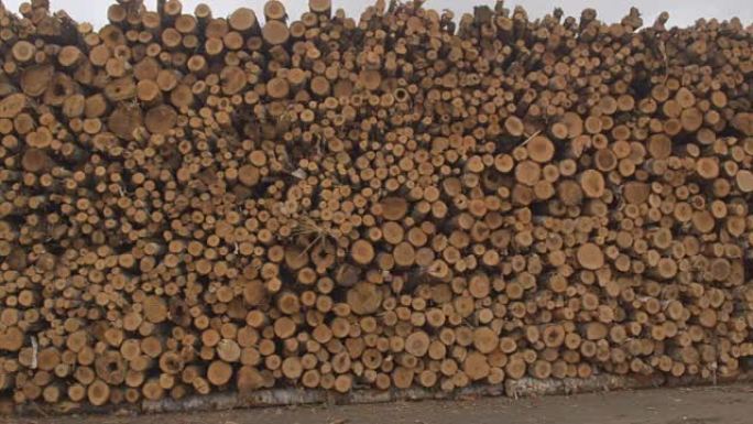 特写: 完美的木材堆中堆积的树干和原木的细节