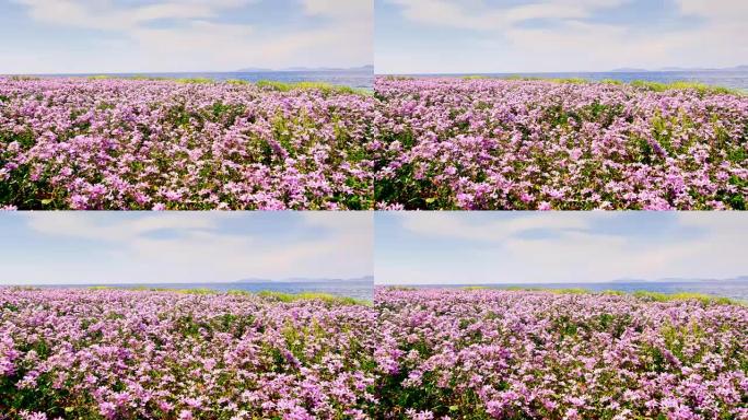 海岸上有一片花田