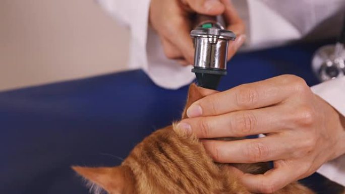 兽医检查猫的耳朵
