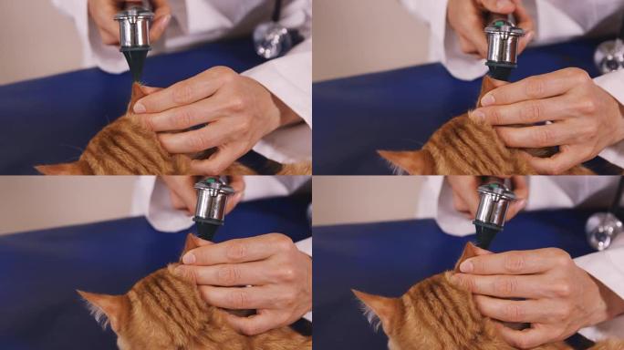 兽医检查猫的耳朵
