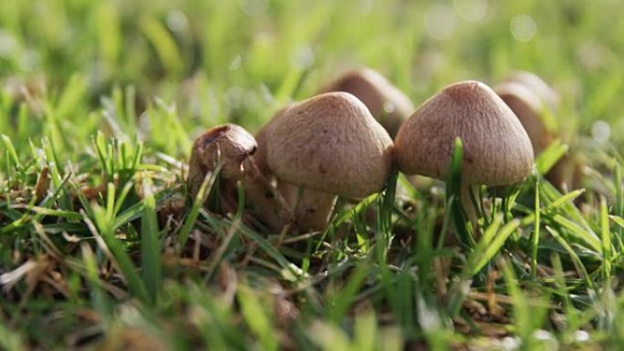 草丛中生长的蘑菇4K 4k