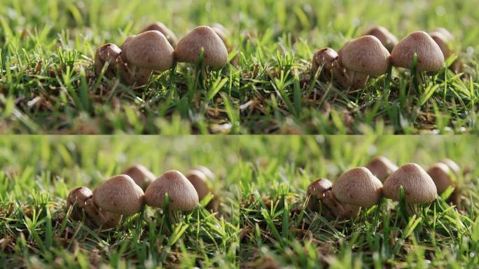草丛中生长的蘑菇4K 4k