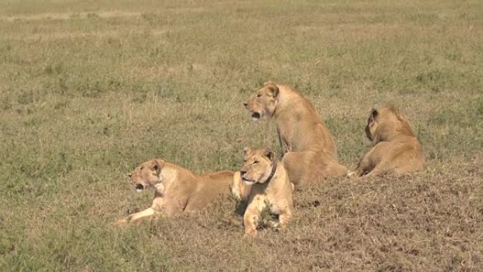 特写: 精疲力竭的狮子家庭在开阔的萨凡纳草原上的阳光下休息
