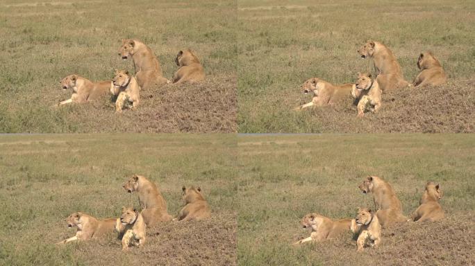 特写: 精疲力竭的狮子家庭在开阔的萨凡纳草原上的阳光下休息