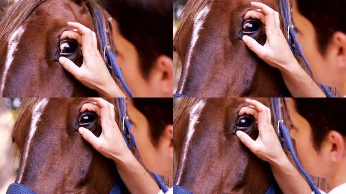 兽医检查马的眼睛