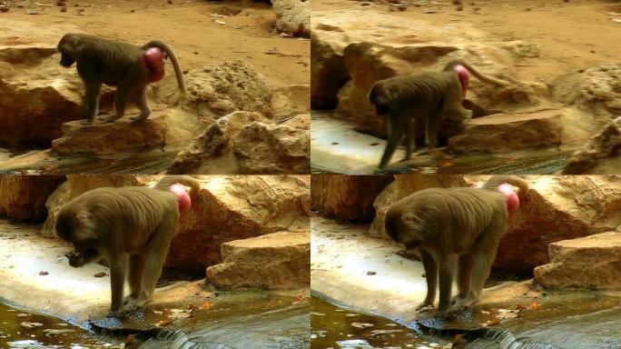 Hamadryas狒狒在岩石上行走并清洁自己的脚
